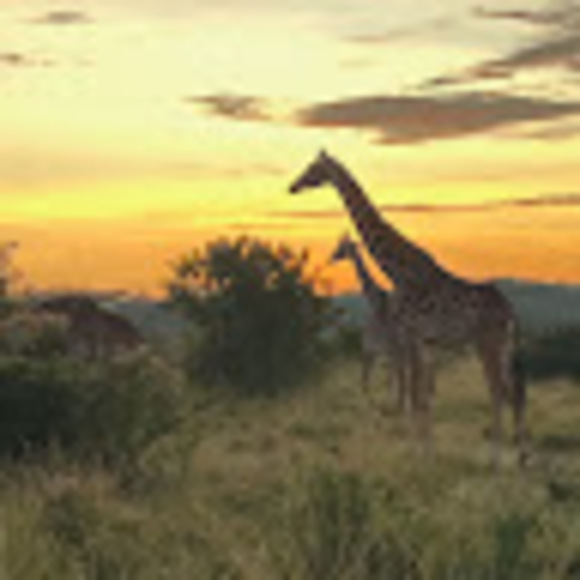 Meet your Posher, Eliza - Picture 1 of 1